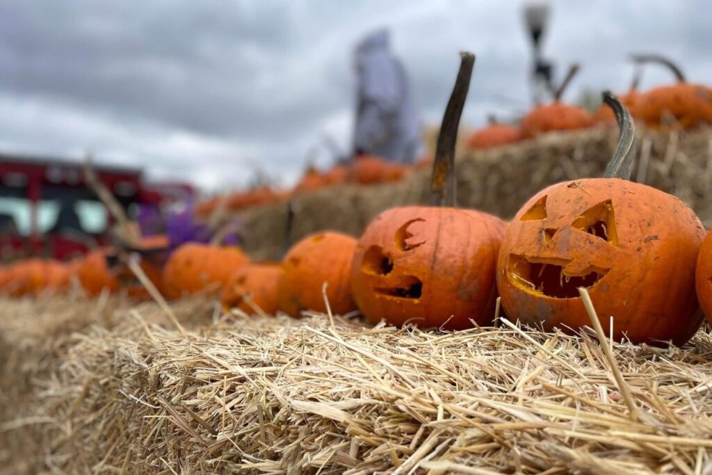 Close-up of carved pumpkins with funny faces sitting on hay bales at a fall festival under a cloudy sky.