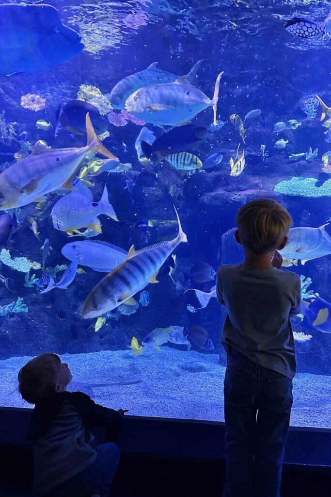 Two children watching tropical fish in a large aquarium tank at the National Aquarium Denmark.