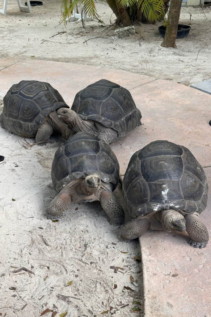 Four large Aldabra tortoises resting together on a sandy surface at the Baha Mar Sanctuary in Nassau, Bahamas.