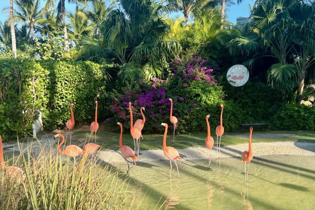 A flock of pink flamingos wading in the shallow pond at Flamingo Cay in the Grand Hyatt Baha Mar grounds, surrounded by lush tropical greenery and purple bougainvillea.