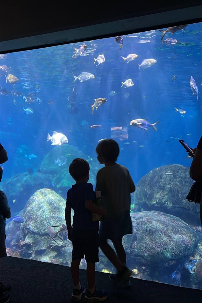 Two boys watching fish swim in a large tank at the Tennessee Aquarium