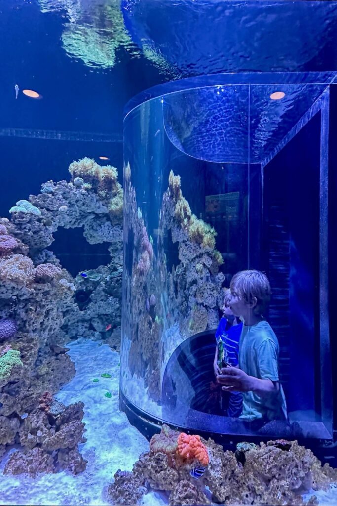 Boy peering into a saltwater coral reef tank at the Tennessee Aquarium in Chattanooga