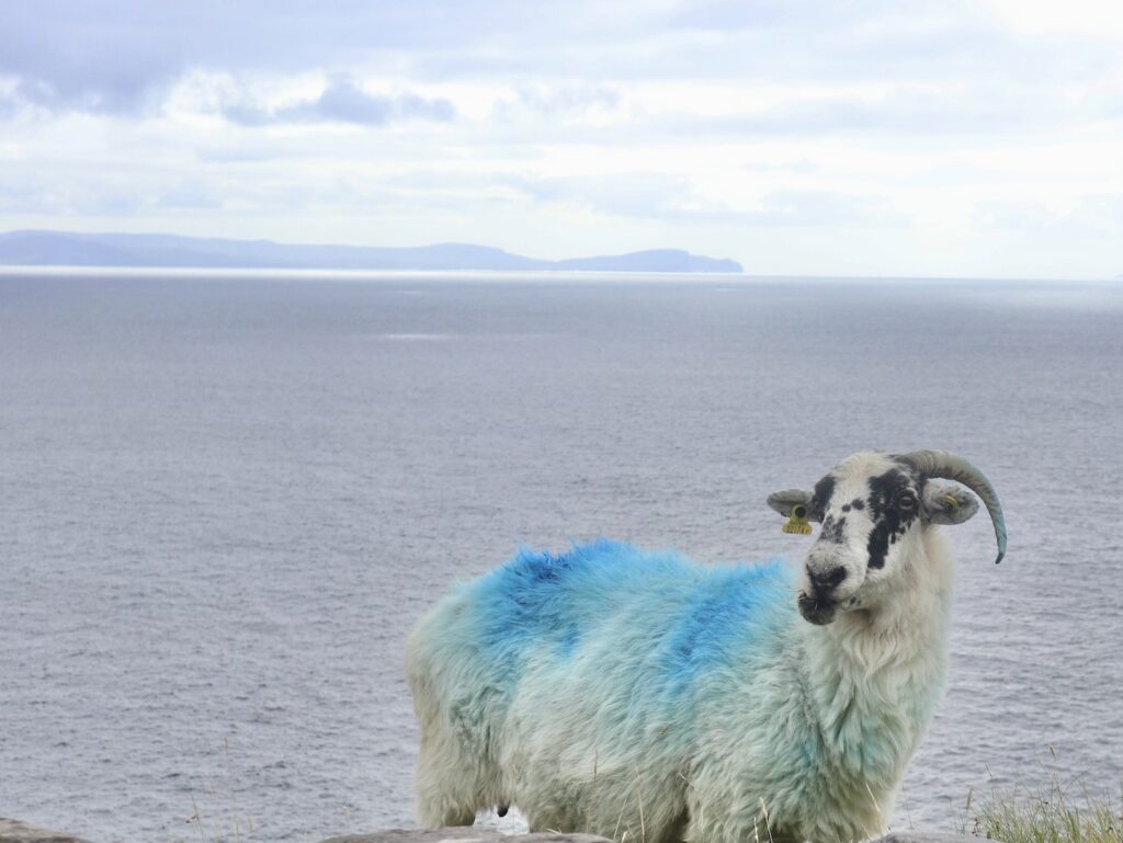 Sheep on the Dingle Peninsula Ireland