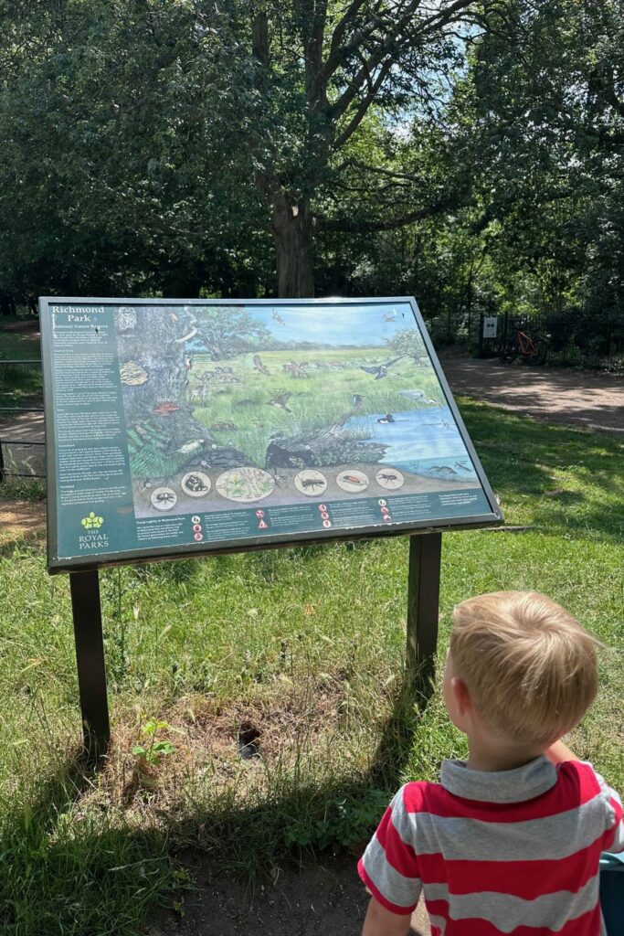 Young boy reading a Royal Parks interpretation board about Richmond Park's deer and wildlife