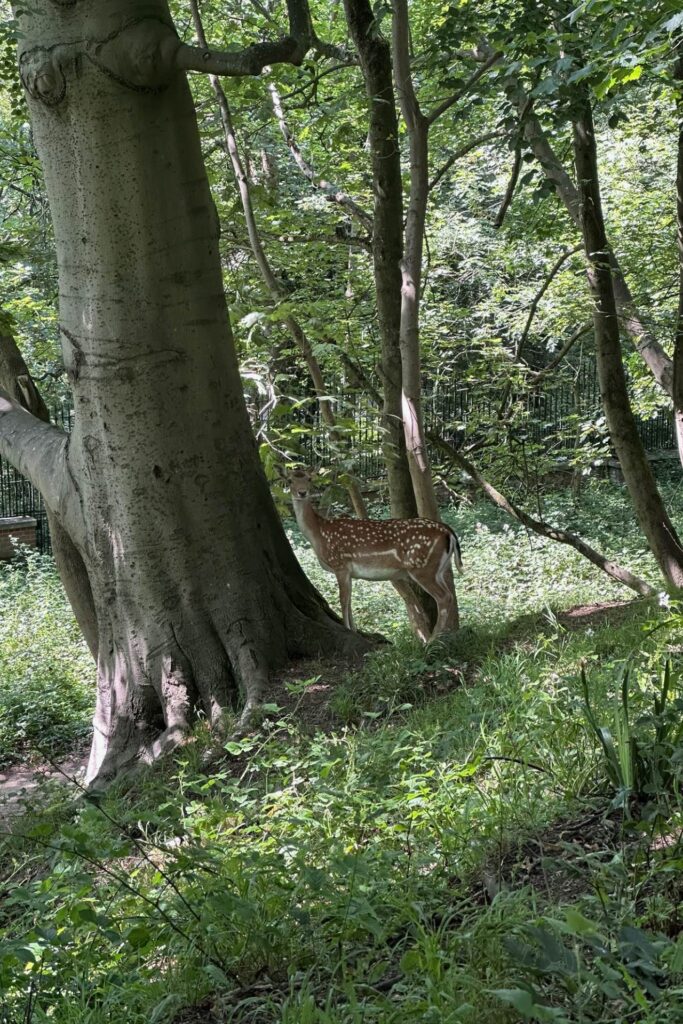 Spotted fallow deer standing beside a beech tree in dappled woodland in Richmond