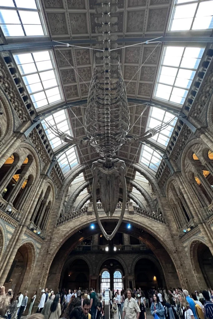 Blue whale skeleton suspended above the main hall of the Natural History Museum in London.