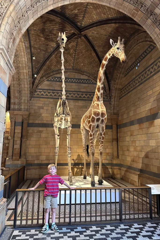 Boy standing below a giraffe and giraffe skeleton display in the Natural History Museum in London.