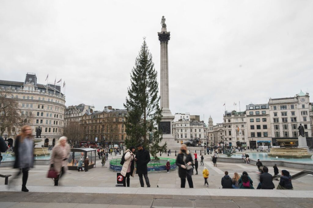The Norwegian Christmas tree standing beside Nelson's Column in Trafalgar Square, with people walking through the square.